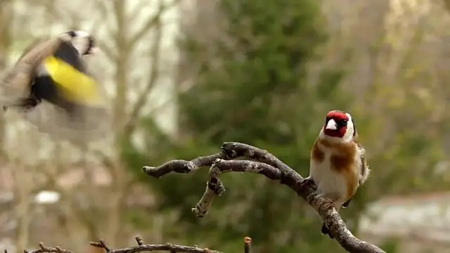 Vendégek az erkélyen