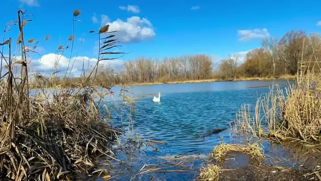 Minden madár társat választ….