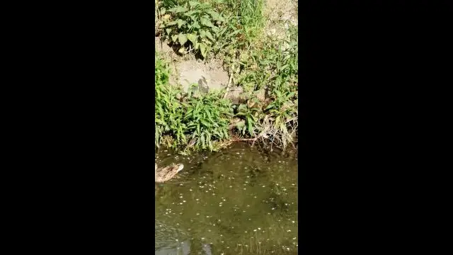 VID_20240502_093556.mp4