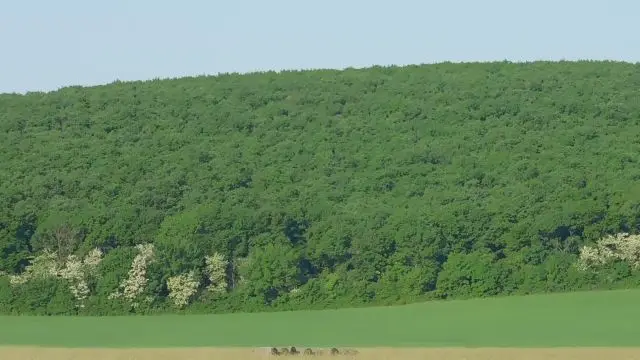 A vécsi erdő is felöltötte nyári ruháját.