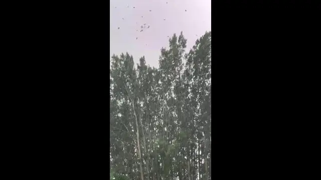 A4659596-82C0-4338-B381-B34F6C9EDE1C.mp4