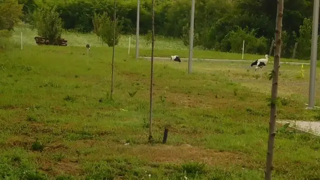 A feldebrői gólyák, az orvosi rendelő udvarán gyülekeztek, valószínű továbbképzésre várakoznak.