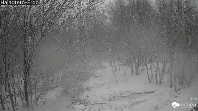 Hózáporok a Bakonyban