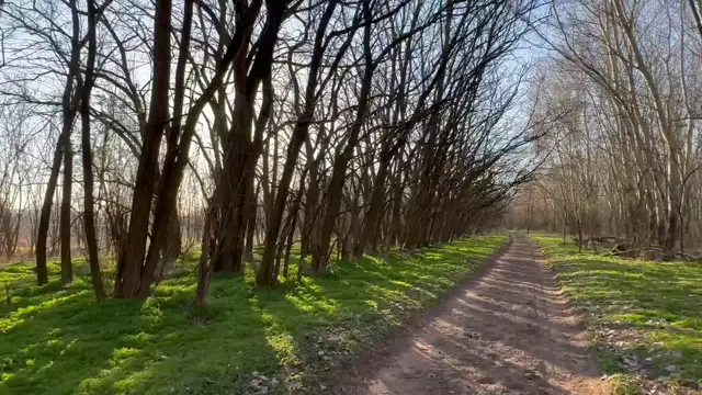 Madárfüttyös Jó reggelt :)