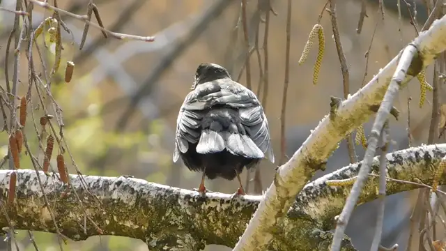 Délelőtti fürdőzés után