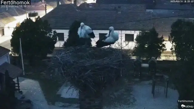 Megérkezett a gólyapár Fertőhomokra