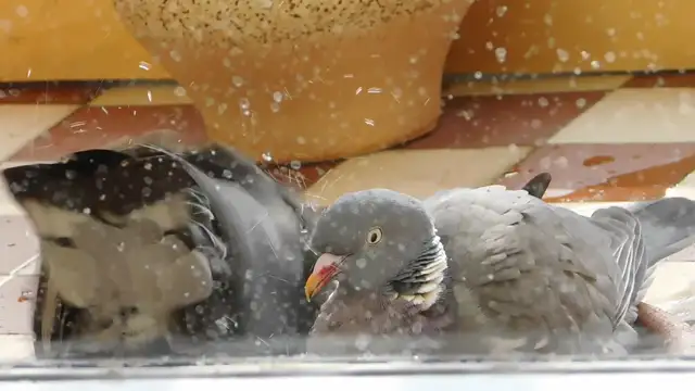 Délelőtti páros fürdőzés