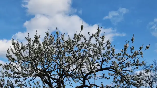 Viharos erejű szél Szombathelyen