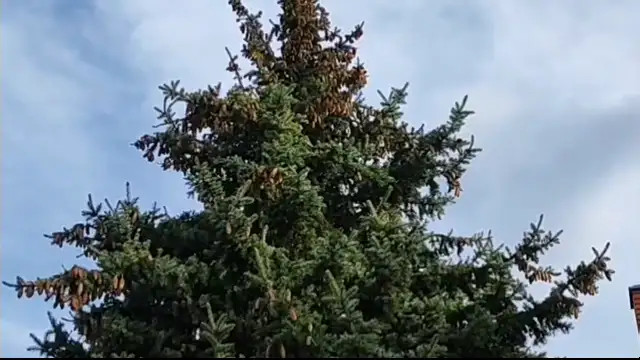 Viharos erejű szél Szombathelyen