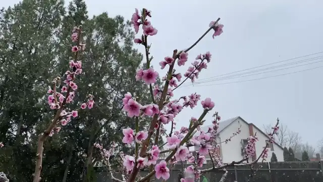 Lassítva a havazás