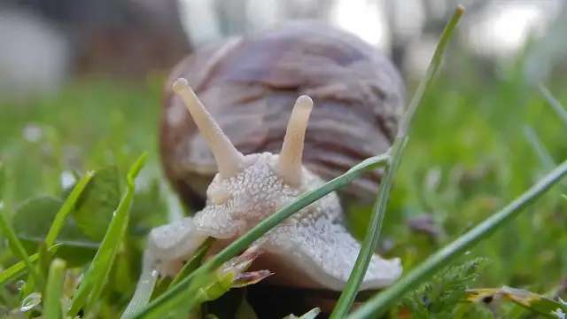 Csigabiga gyere ki...