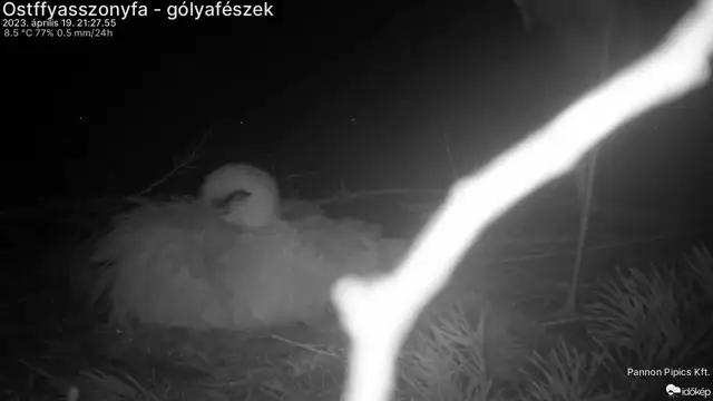 Tojást rakott az ostffyasszonyfai gólya