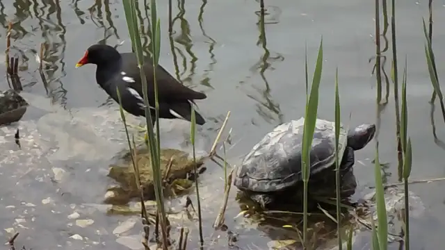 vizityúk tisztálkodik