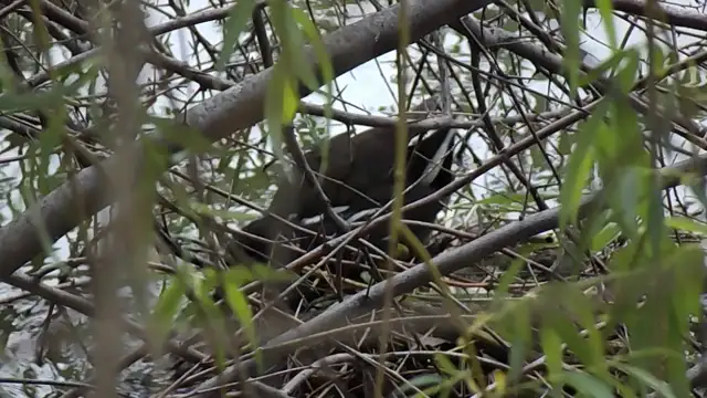 vizityúk fészkét rendezi