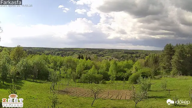 Farkasfa (znet4) gyorsított felvétele