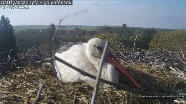 Már 6 tojás van az ostffyasszonyfai gólyafészekben