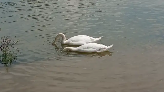 VID20230502132621.mp4