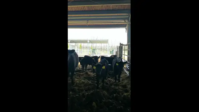 VID_20230501_142432.mp4