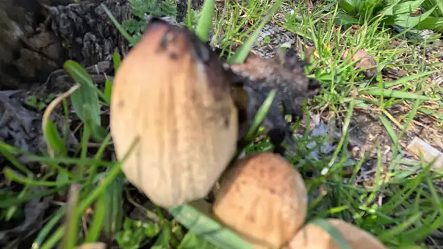 Idei első gombák - fatönk mellett (április 2023)