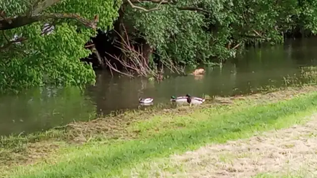 Délután az áradó Dunánál