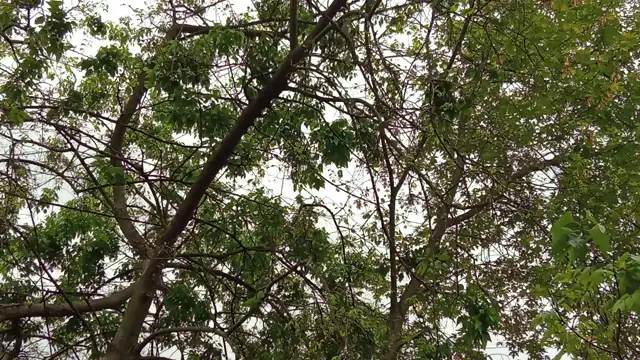 VID20230515172624.mp4