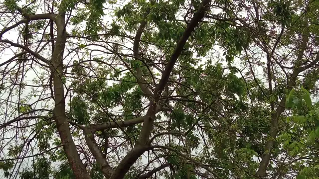 Rozsdafarkú madár?