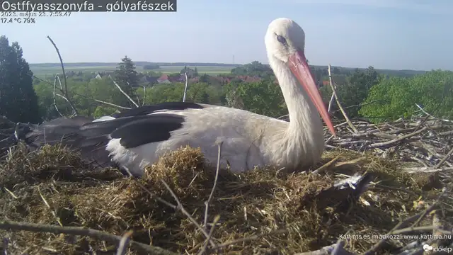 Ostffyasszonyfa - gólyafészek (pannonpipics2) gyorsított felvétele