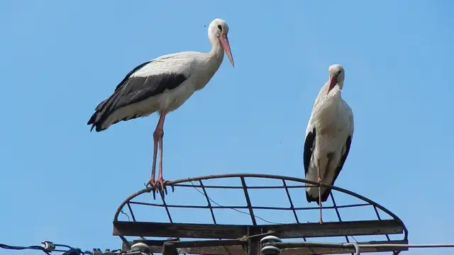 Gólyák másfél órás tevékenységei