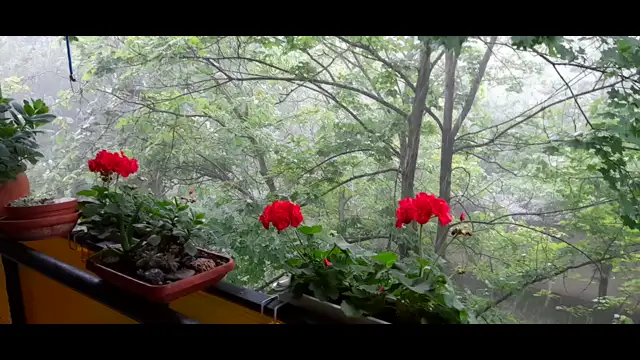 Hódmezővásárhely