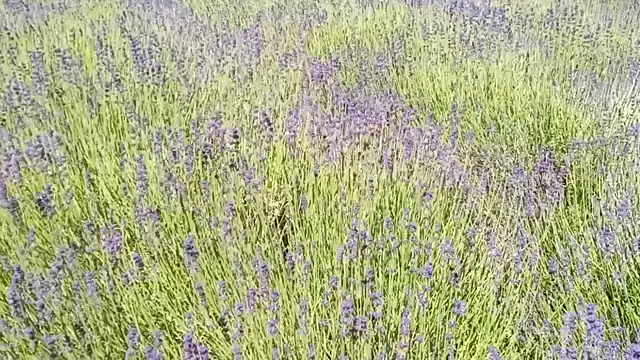 VID20230616111351.mp4