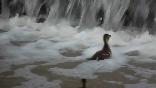 küzdelem az árral szemben