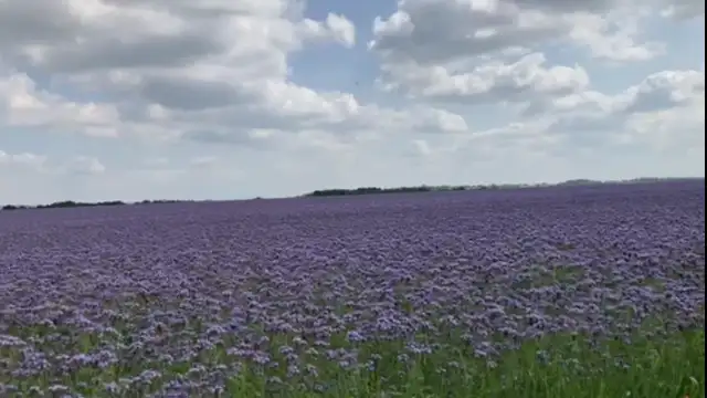 video-da2c2b3c0739e525f286c27fdf975506-V.mp4