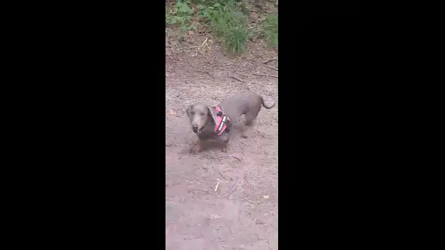 video-c7759a64eaf6525d65064d372ea4789f-V.mp4