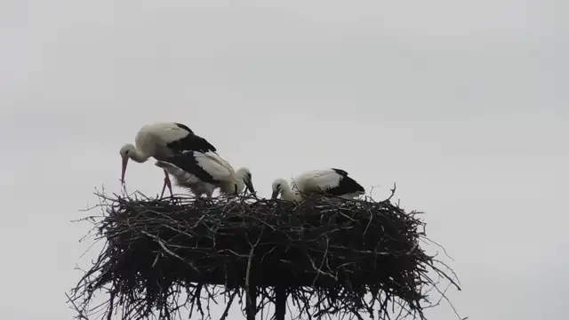 A feldebrői gólya fiókák reggelizés közben.