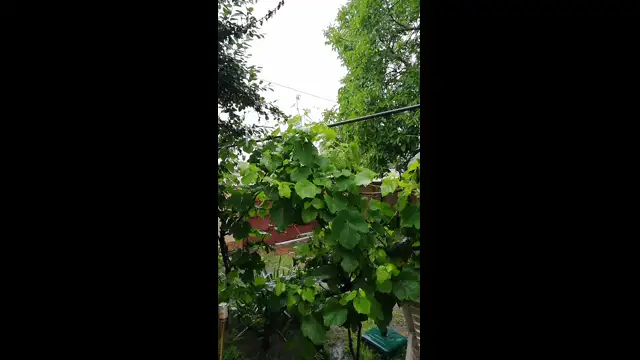 VID_20230625_110727.mp4