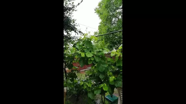 VID_20230625_110727.mp4