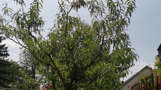 VID_20230702_101544.mp4