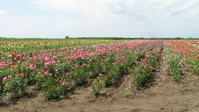 SZŐREGI RÓZSFÖLDÖN