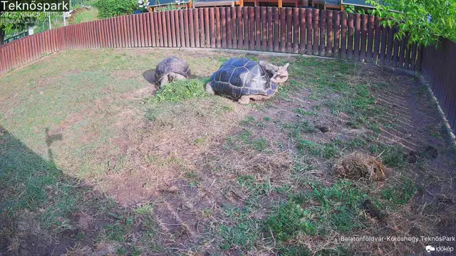 Aldabrai óriásteknősök csemegéznek a Teknős Parkban