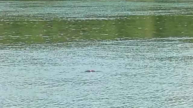 Csőre töltve vártam a telefonnal, mert láttam hogy lebukott a víz alá ☺️