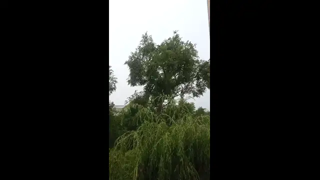 VID_20230713_100726.mp4