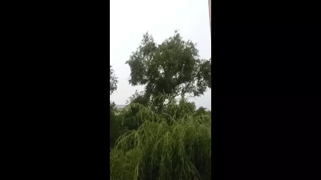 VID_20230713_100726.mp4