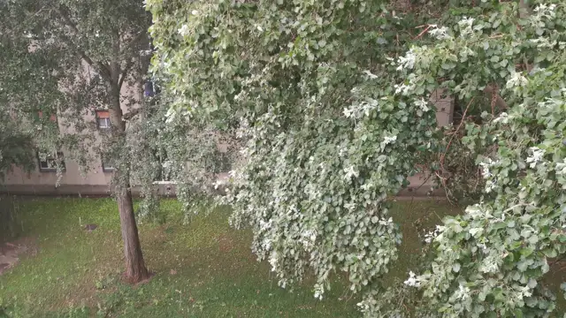 VID_20230730_152408.mp4