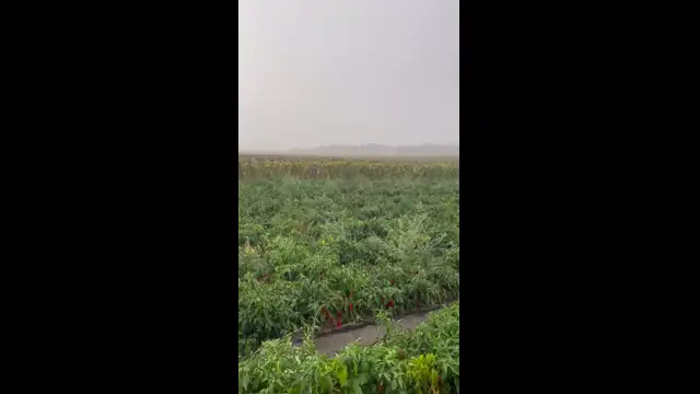 311982CD-B4E1-4A22-97A2-3DDFD996EE64.mp4