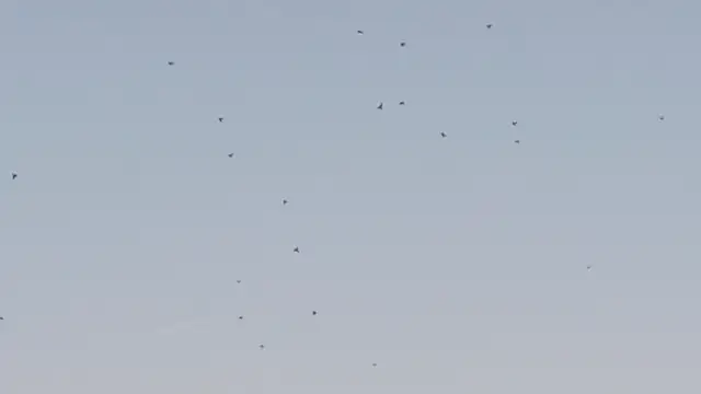 Még itt vannak a kis csivitelők - Budapest