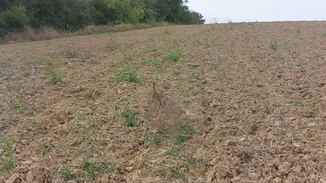 Ördögszekér a viharos szélben.