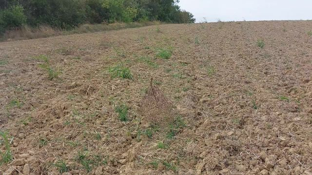 Ördögszekér a viharos szélben.