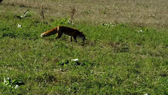 Nem csak a róka lehet ravasz