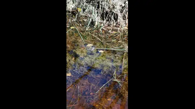 VID_20231104_113304.mp4