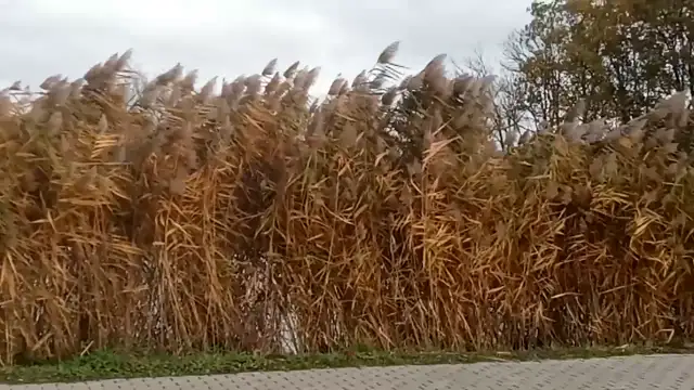 YouCut20231117132059828.mp4